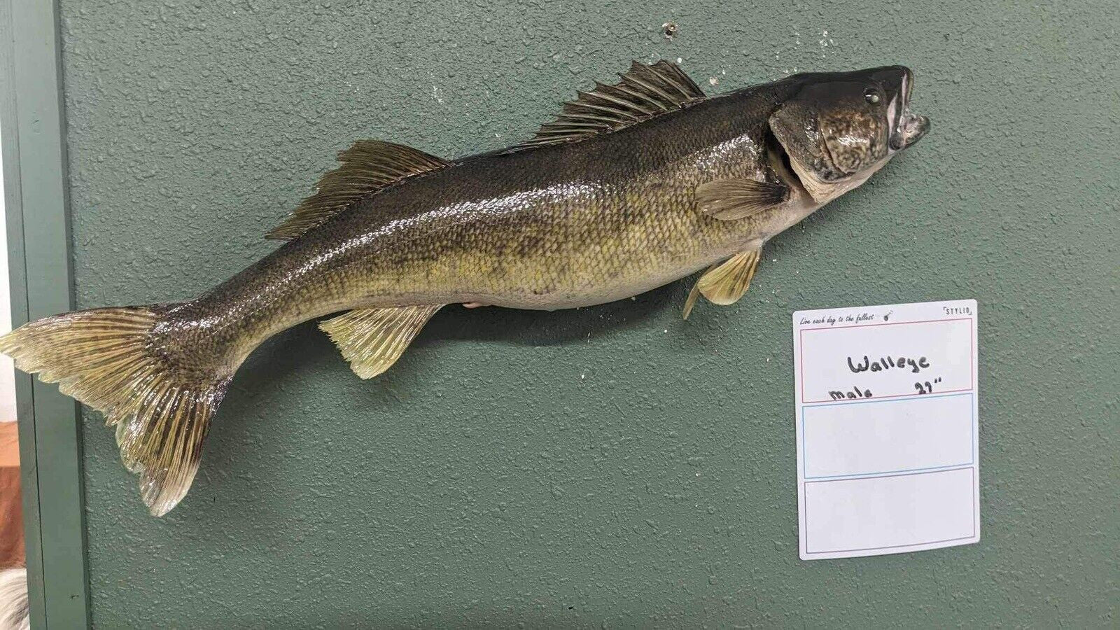 Beautiful Real Skin 27” Large Walleye Taxidermy Wall Mount Art Wildlife