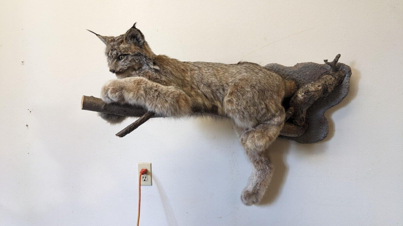 FHPAT010- Alaskan Lynx Taxidermy Full Body Mount Prime Fur