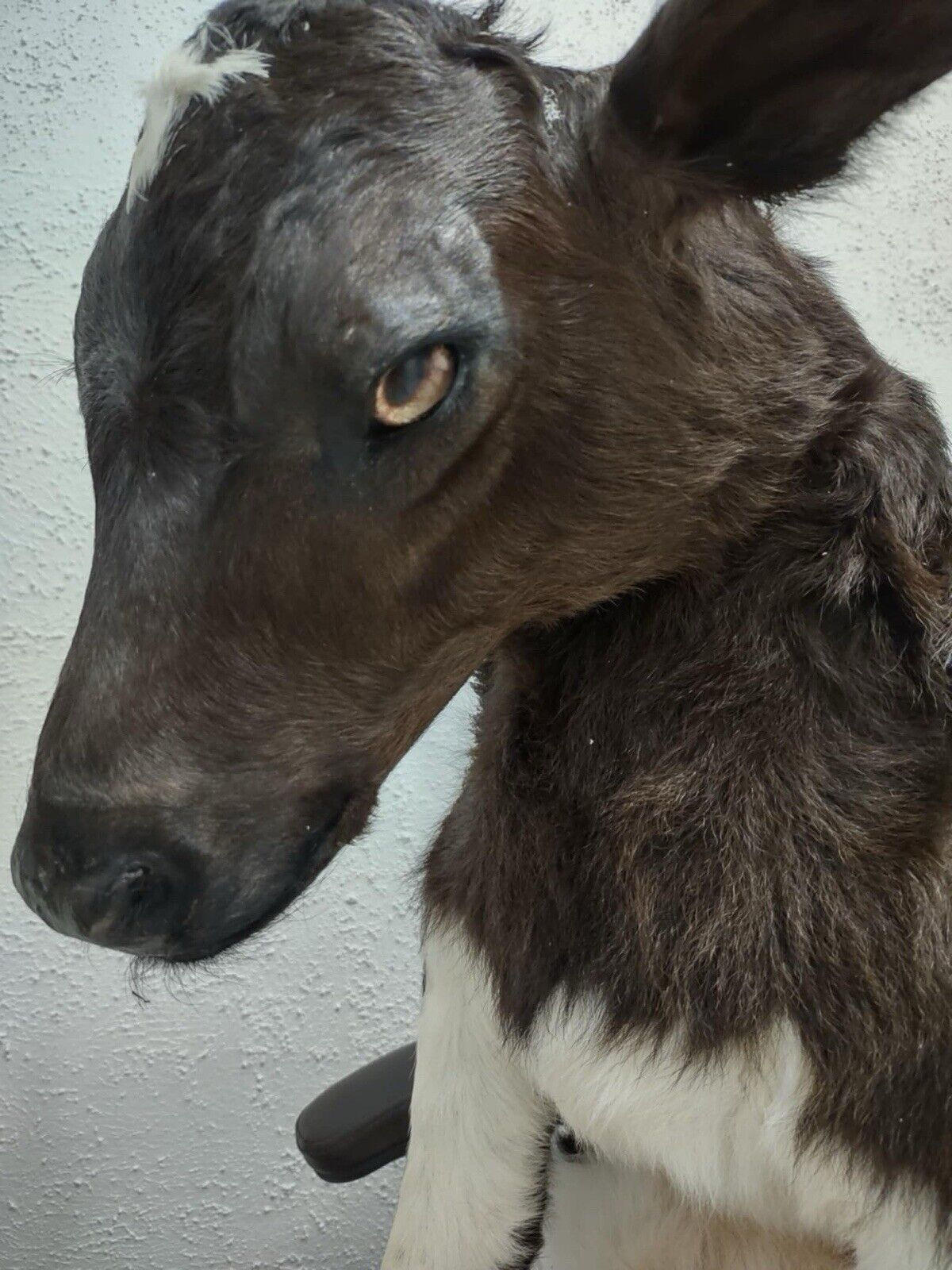 FH142-Baby Calf Taxidermy Mount