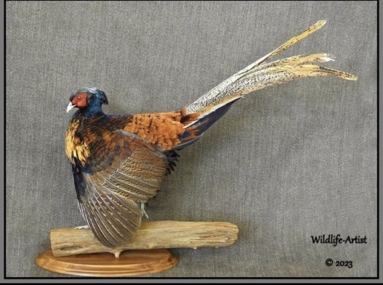 Pheasant Taxidermy Mount Bird Gamebird Feathers Exotic by Wildlife-Artist