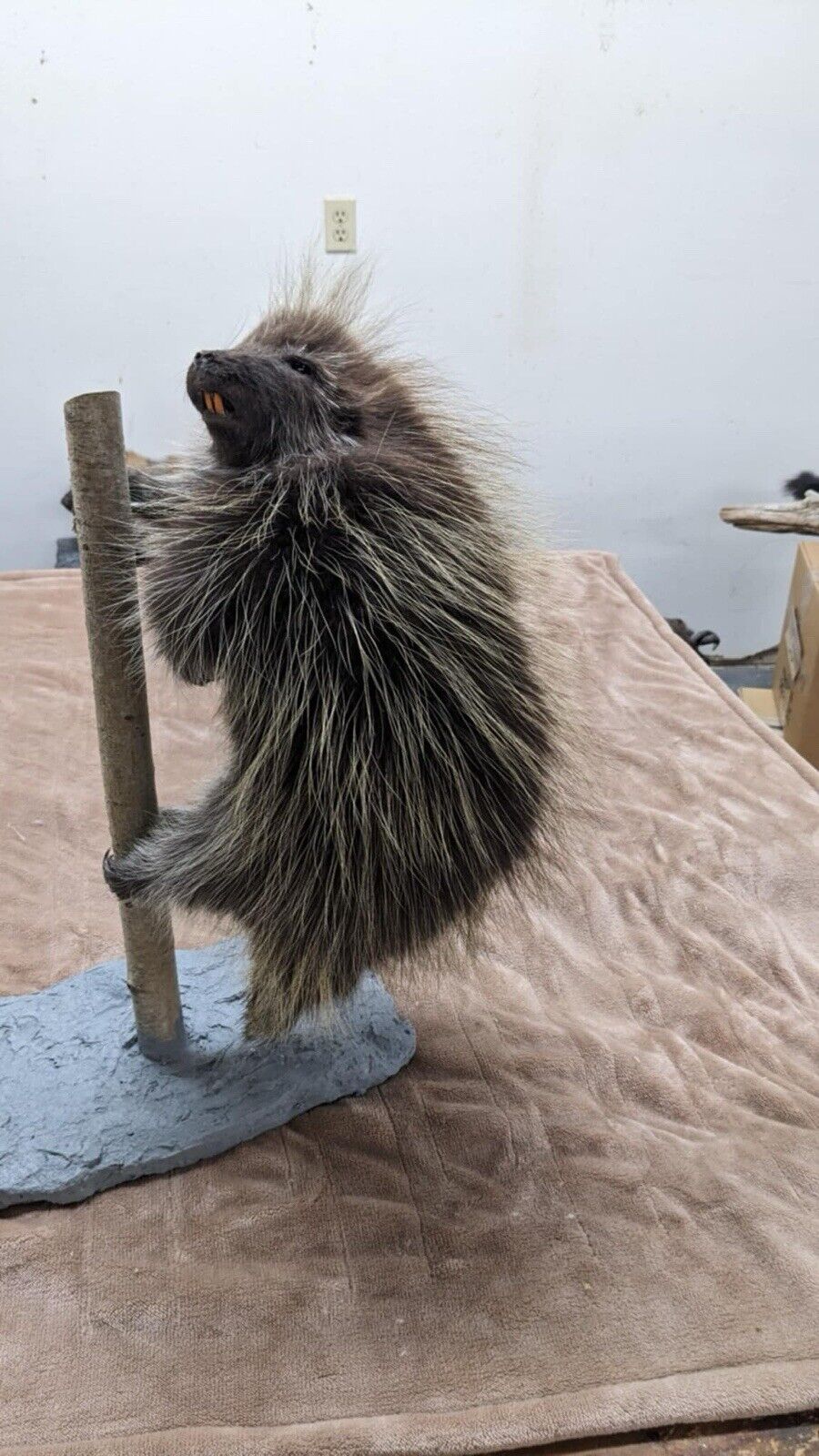 Beautiful Montana Prime Winter Baby Porcupine Taxidermy Mount - PATMONT1