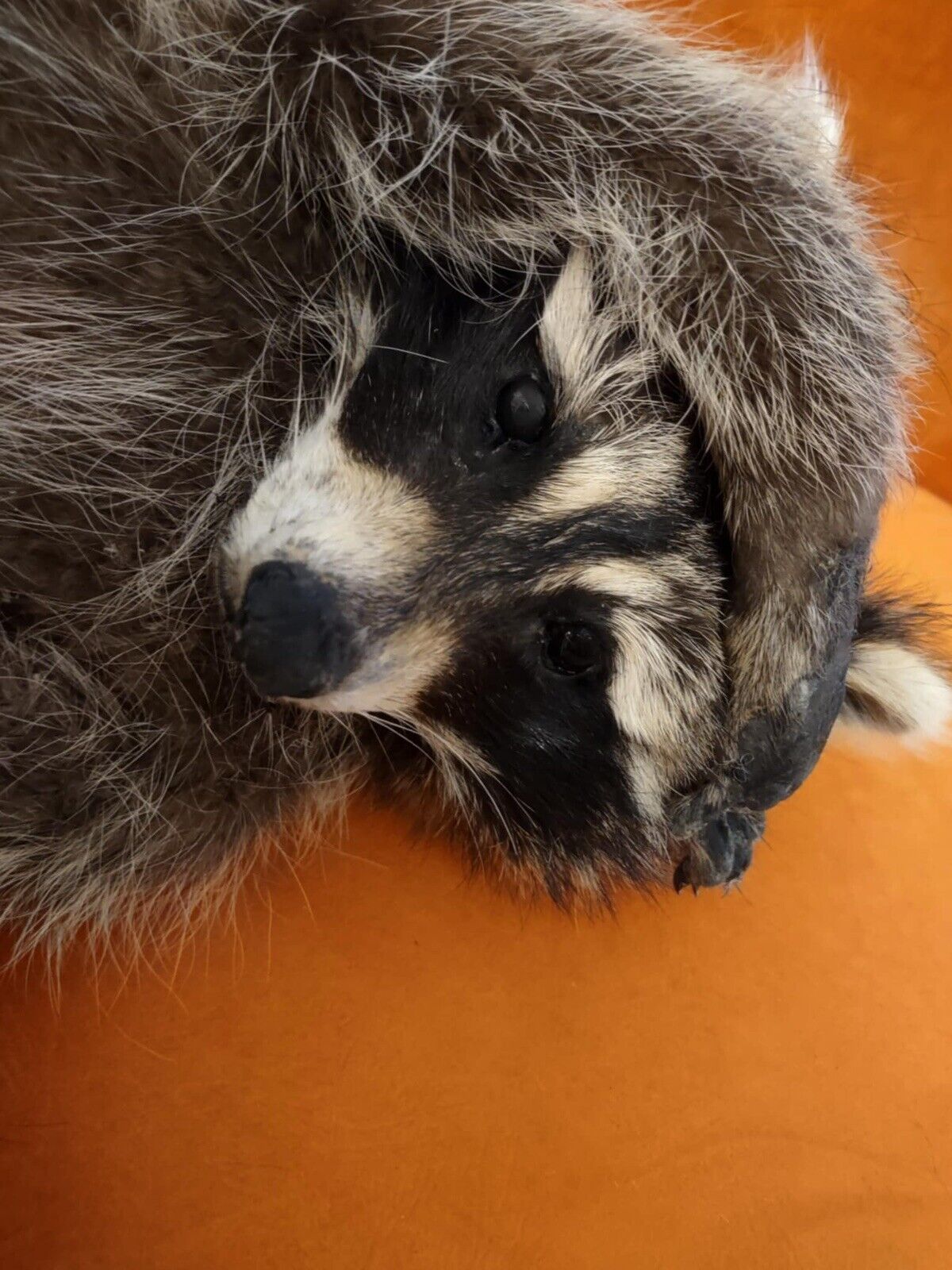 Cute Raccoon Taxidermy Mount