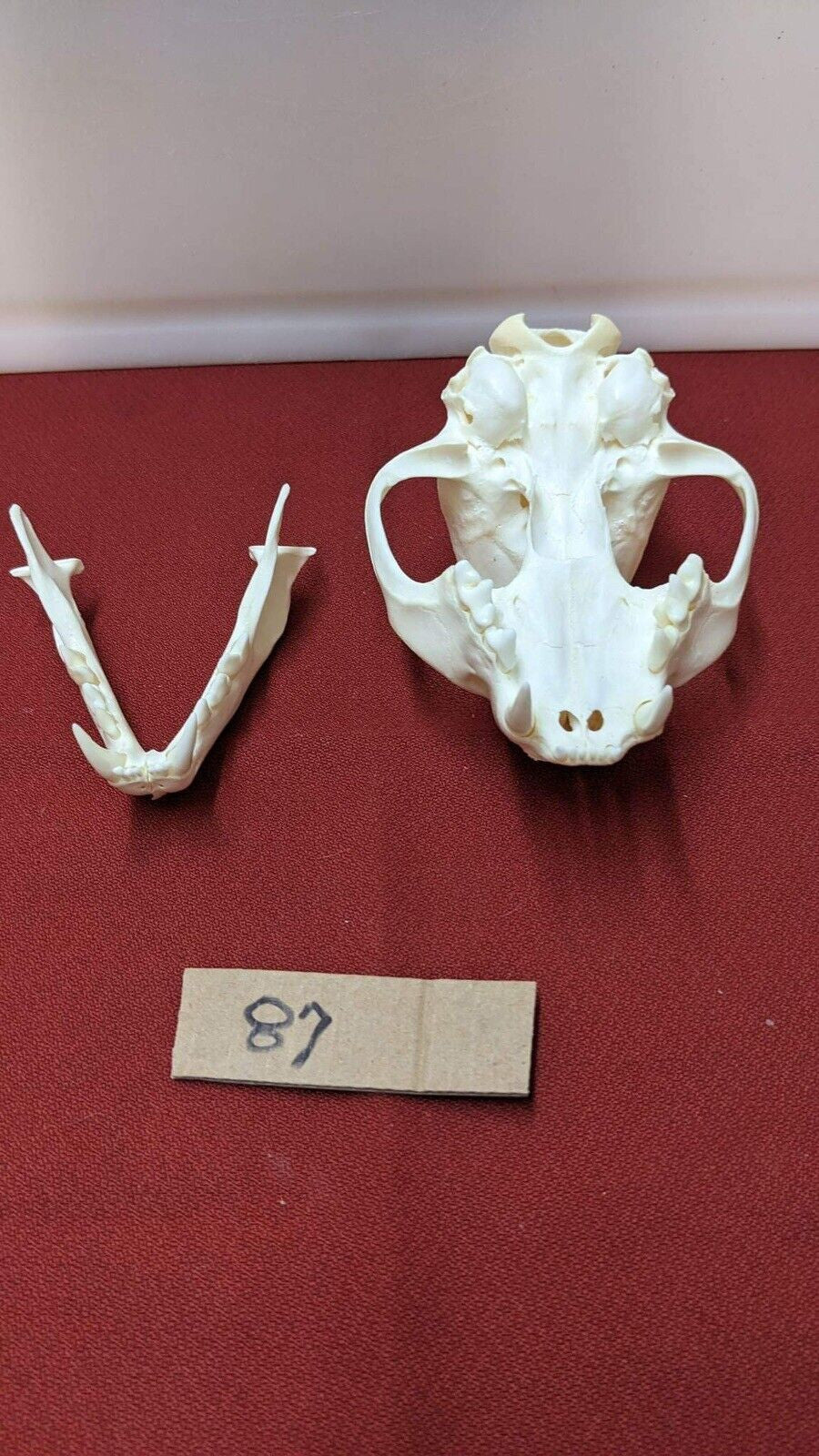 Real XL Alaskan Lynx Skull Animal Mounts Christmas Gifts Man Cave Decor Craft