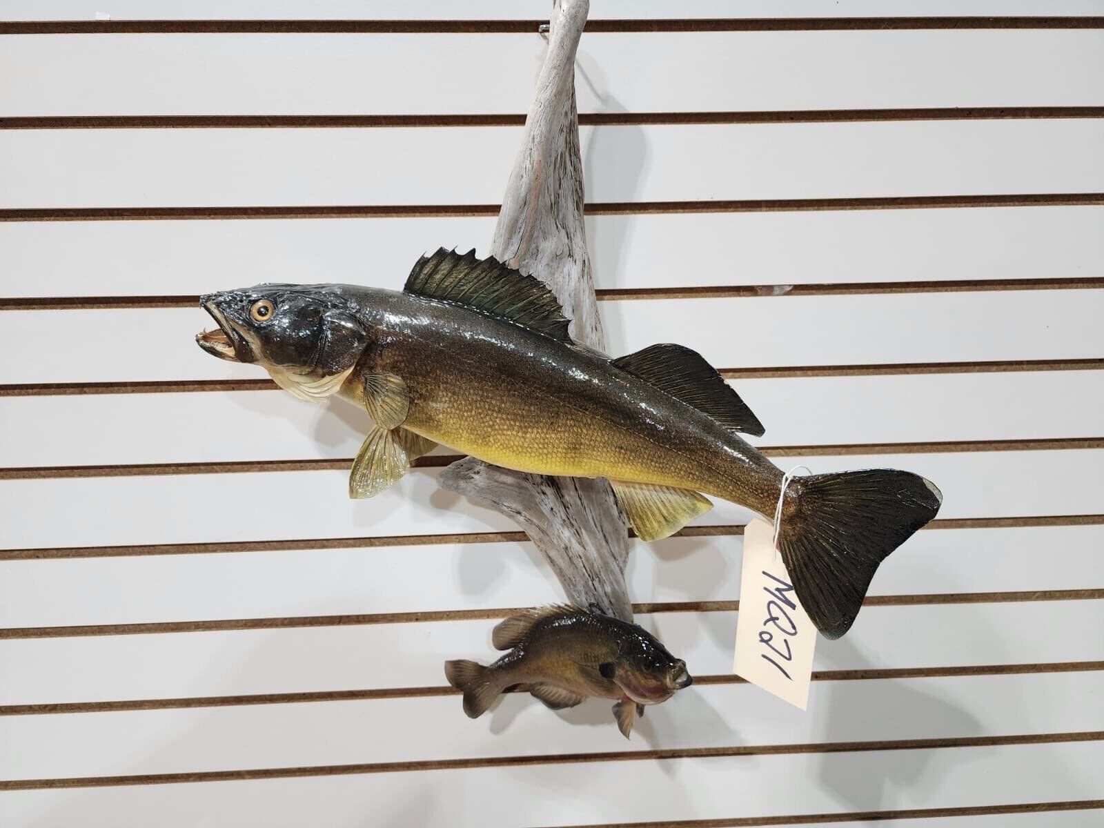 MQ21 - Beautiful Real Skin Walleye/blue Gill Taxidermy Wall Mount Art Wildlife