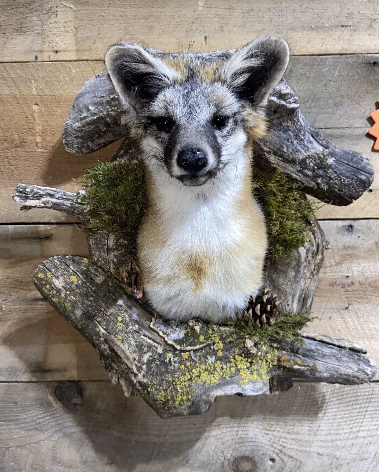 Beautiful Grey Fox Taxidermy Wall Mount In Den