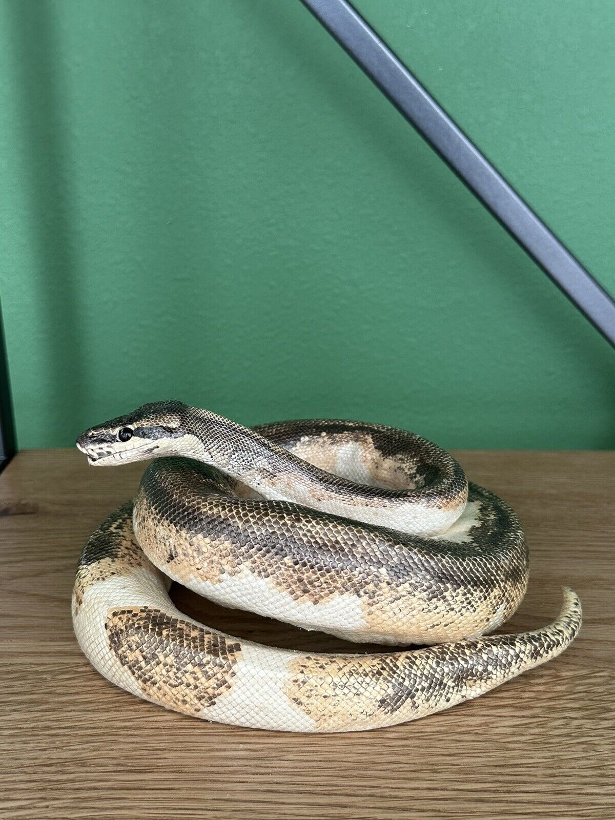 Real Python Taxidermy Mount