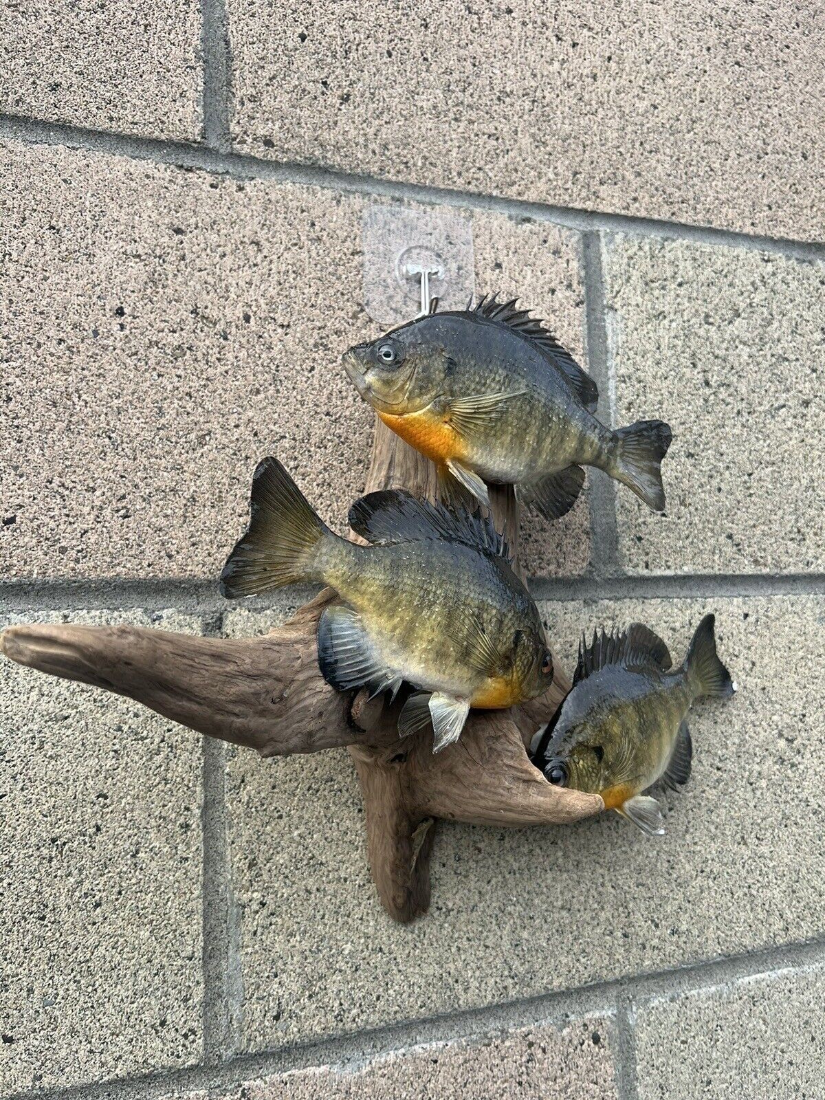 Real Skin Beautiful Sunfish Fish Taxidermy Wall Mount