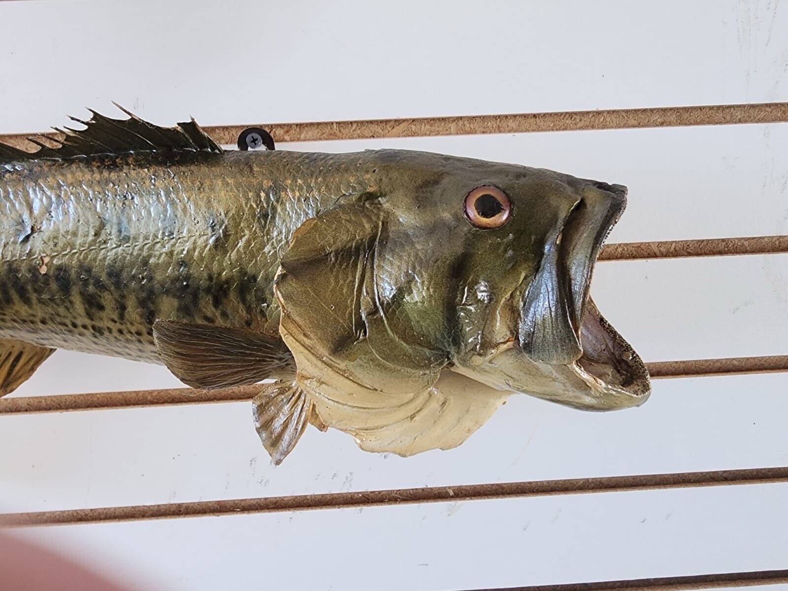 3 bass. 2 bluegill Fish Taxidermy Mount