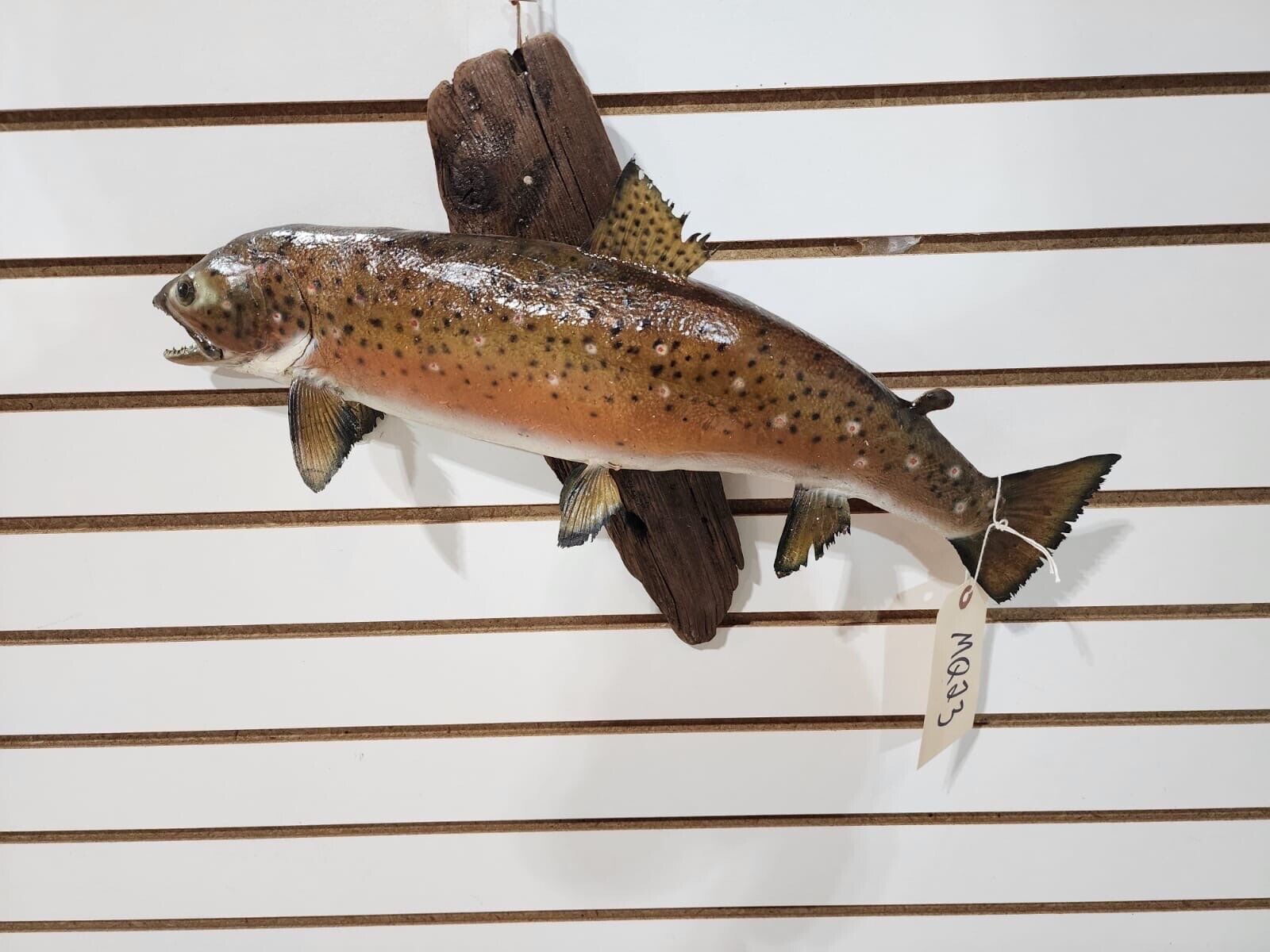 Beautiful Real Skin 20” Trout Taxidermy Wall Mount Art Wildlife