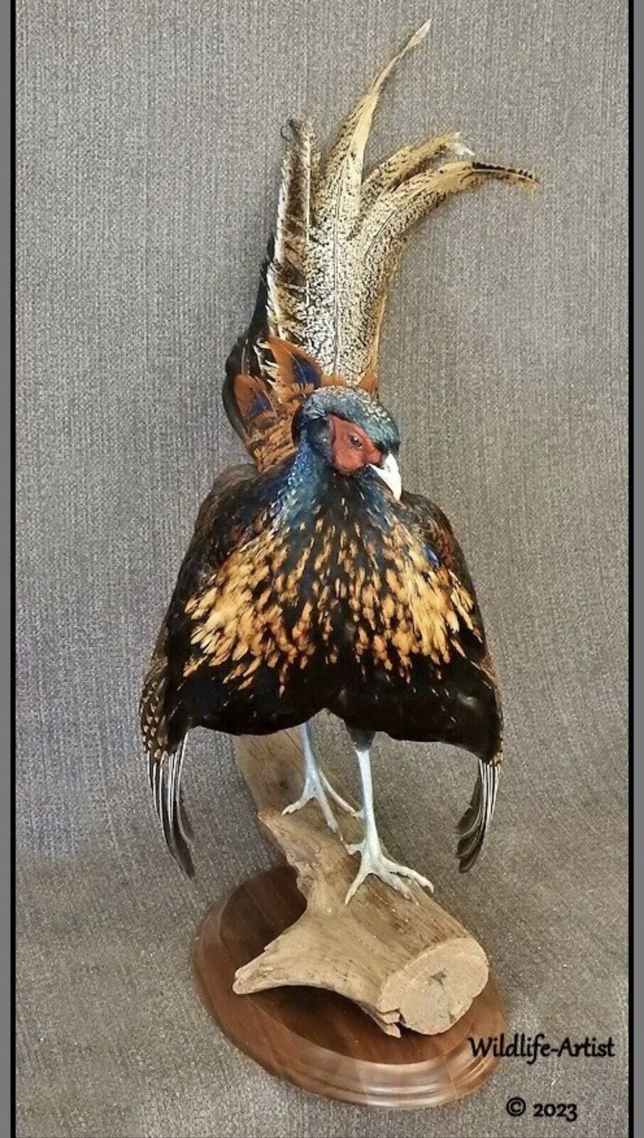 Pheasant Taxidermy Mount Bird Gamebird Feathers Exotic by Wildlife-Artist