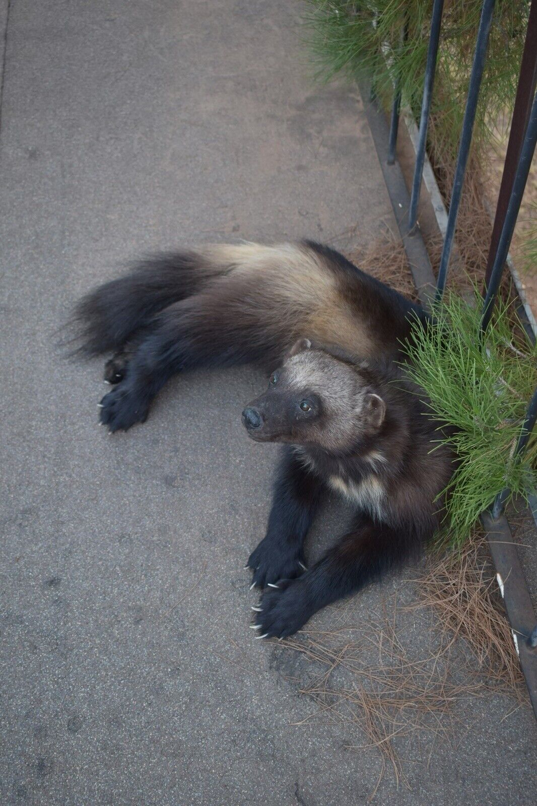 FHSD53-Beautiful Real Alaskan Wolverine Prime Fur Taxidermy Soft Mount Posable