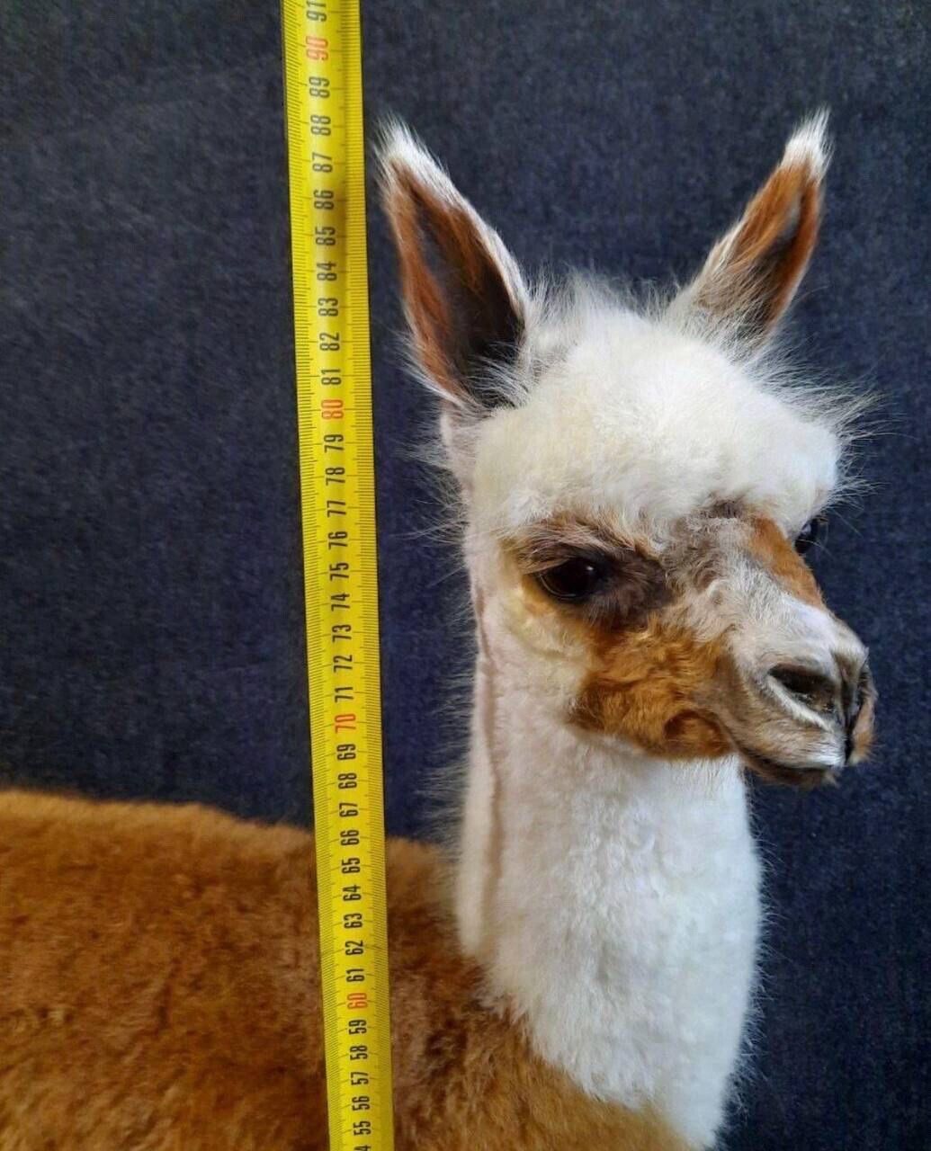 FH154-Museum Quality Baby Llama Taxidermy Full Body Mount Lifesize