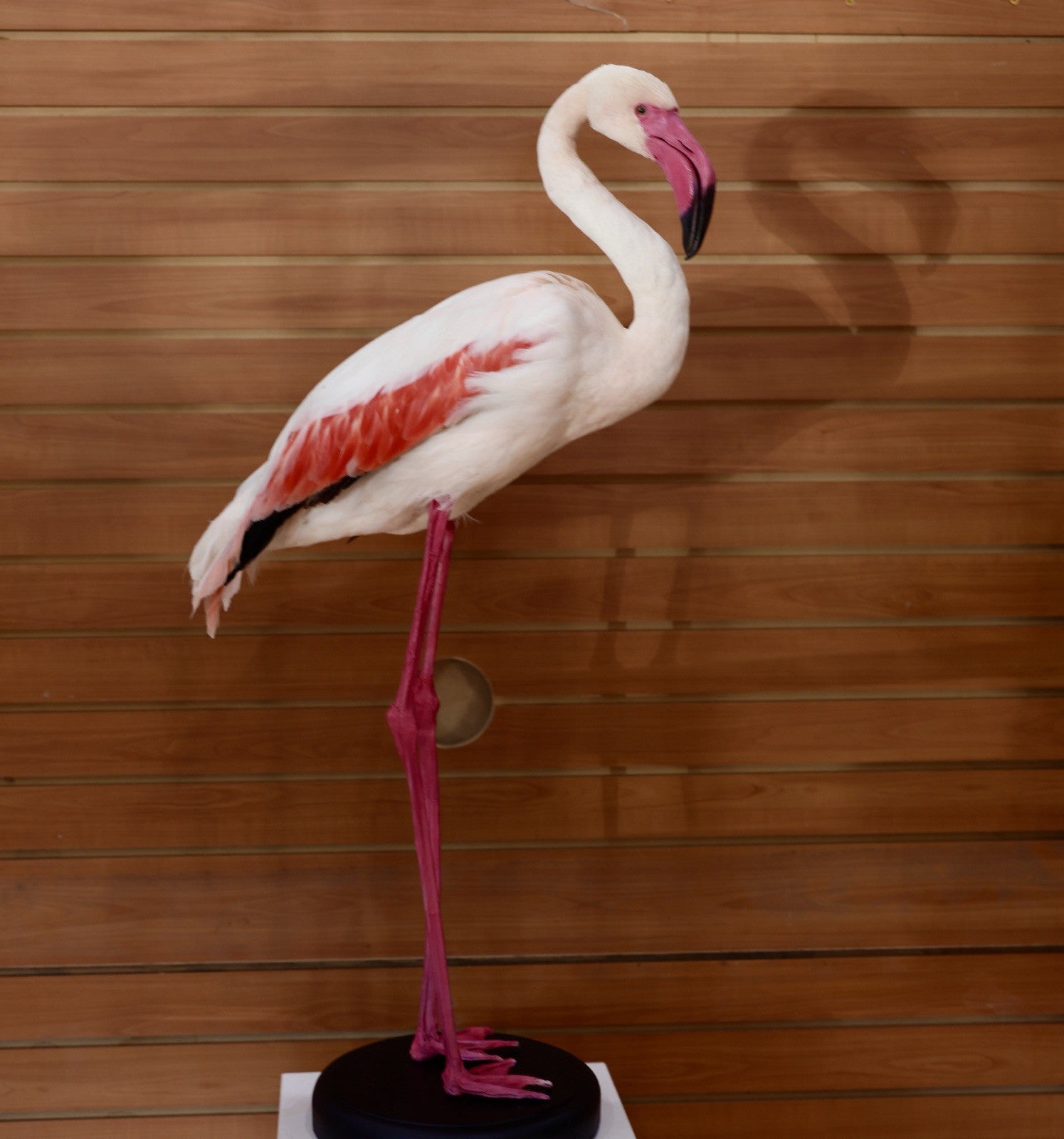 Flamingo-2 Museum quality Chilean flamingo Taxidermy mount
