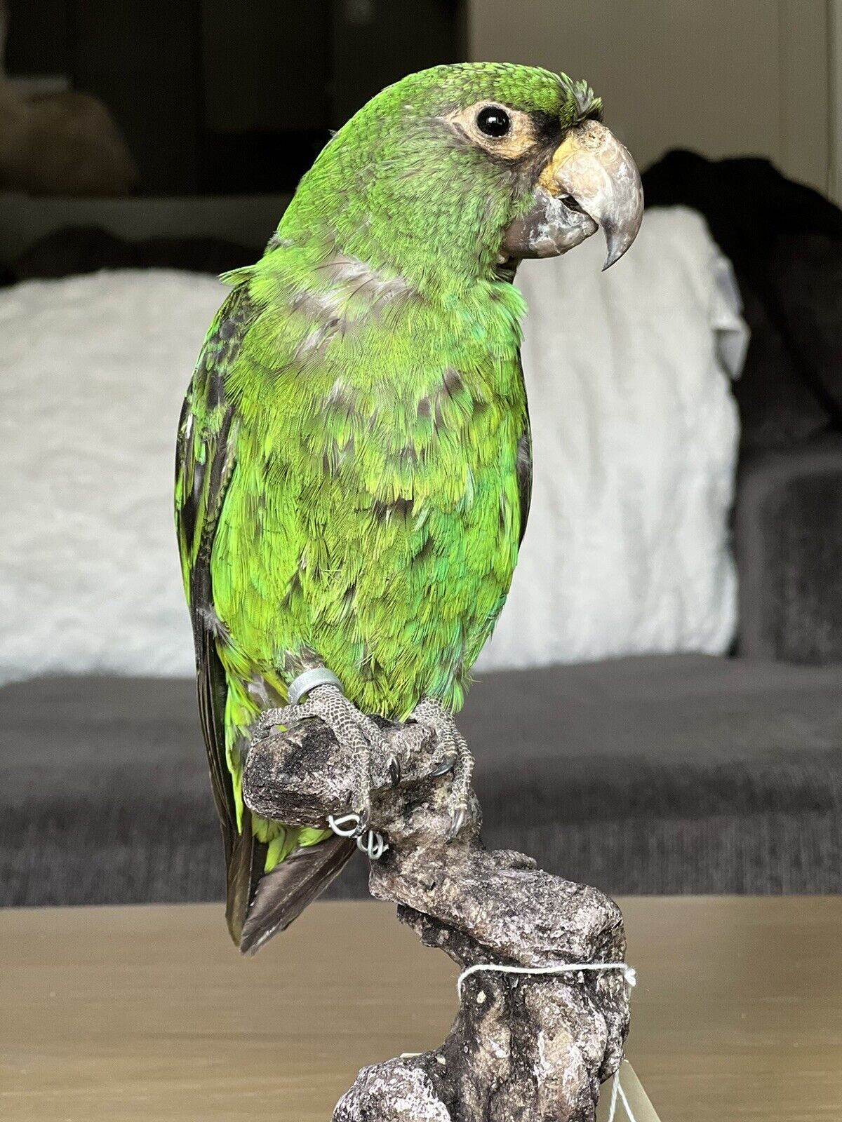 Fhcm88 - Red fronted parrot Taxidermy Mount Beautiful Colors