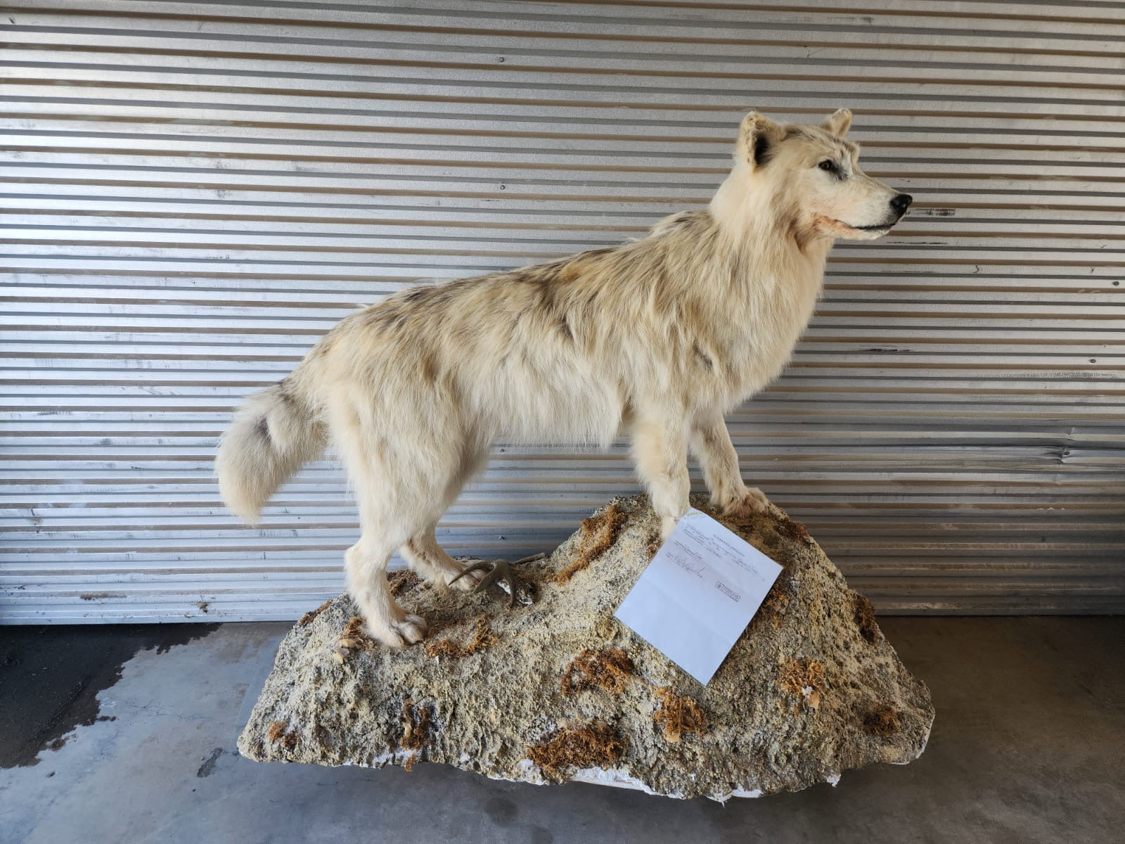 FH151-White Canadian wolf full body taxidermy mount