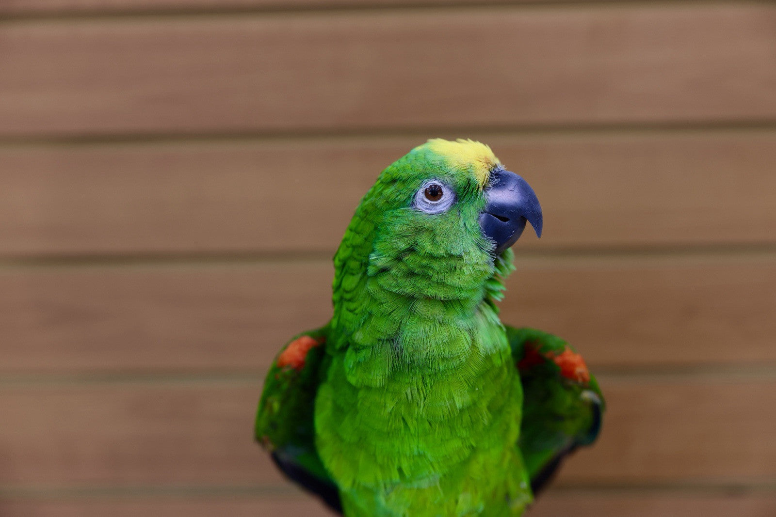 FH107-Yellow-crowned amazon Parrot Taxidermy Mount