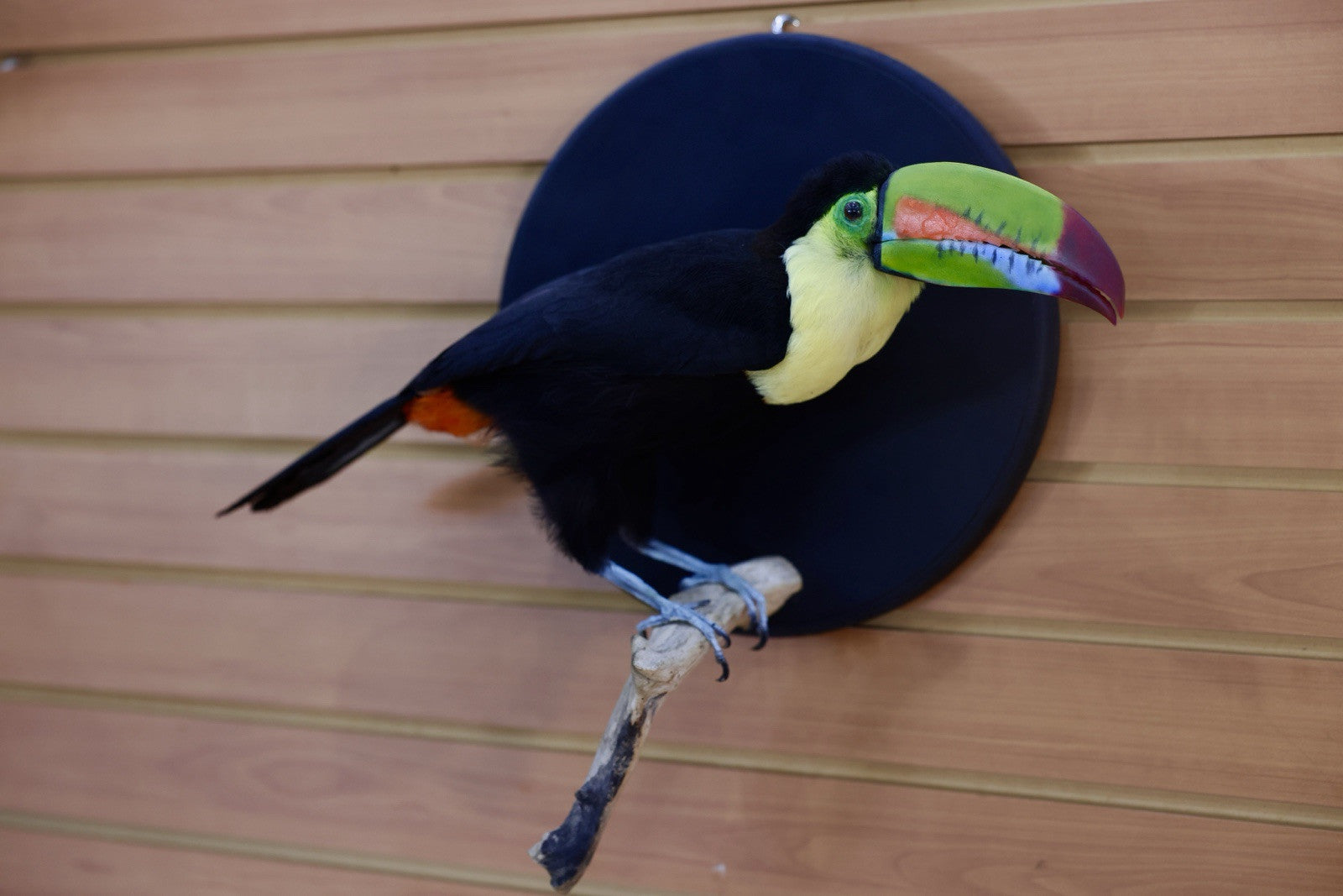 FH109-Museum Quality keel-billed toucan (Ramphastos sulfuratus) Toc25