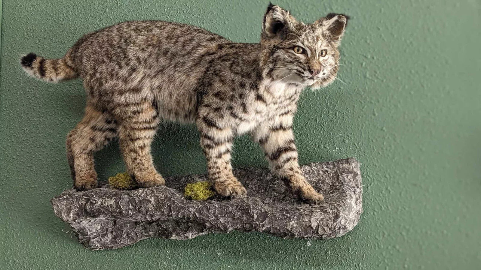 BOBCAT TAXIDERMY Wall Mount (Lynx rufus)