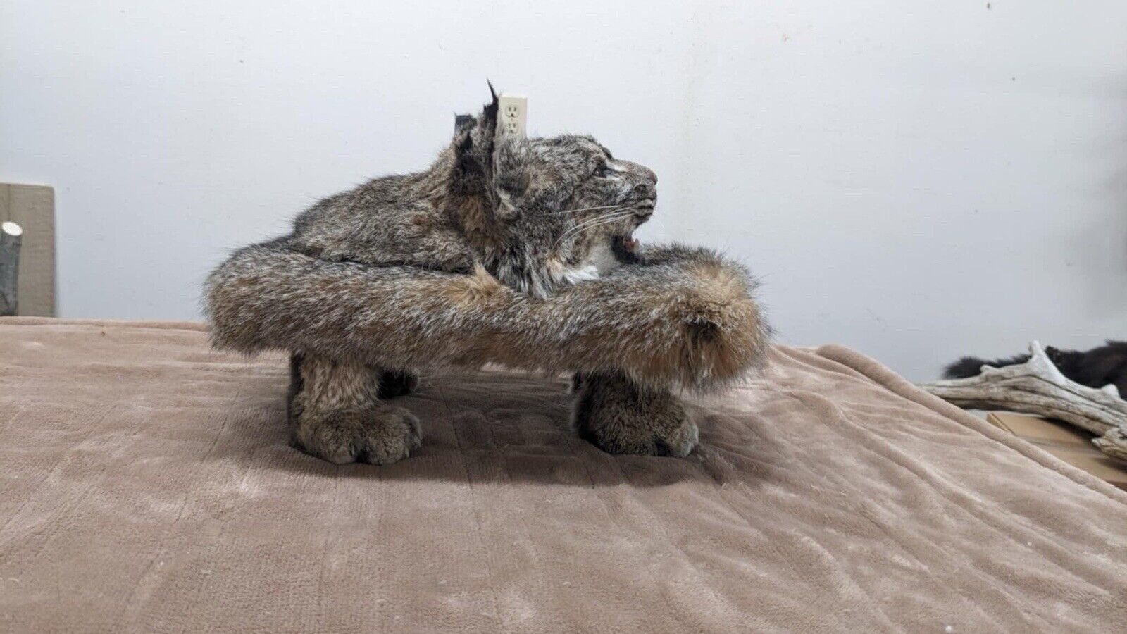 Beautiful Bobcat Pedestal Taxidermy Mount