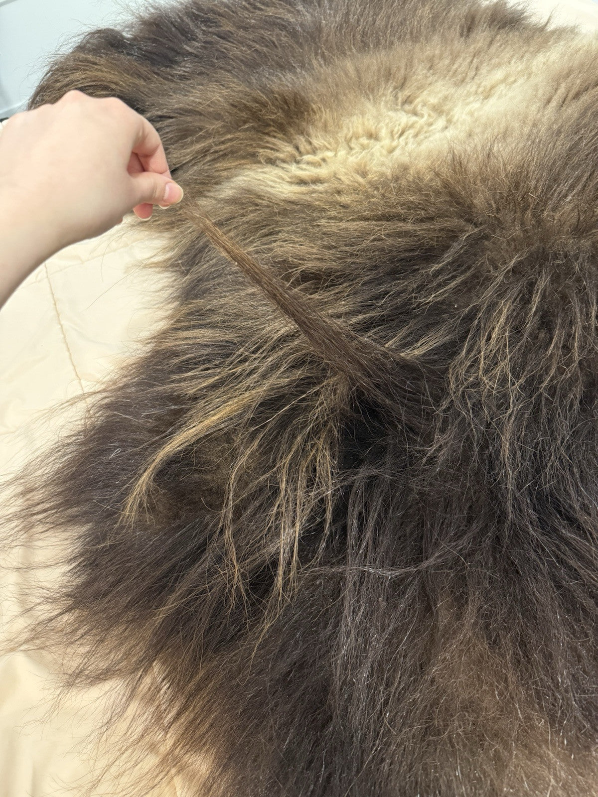 FHBD7 - Prime Real Muskox Fresh Taxidermy Rug Hide