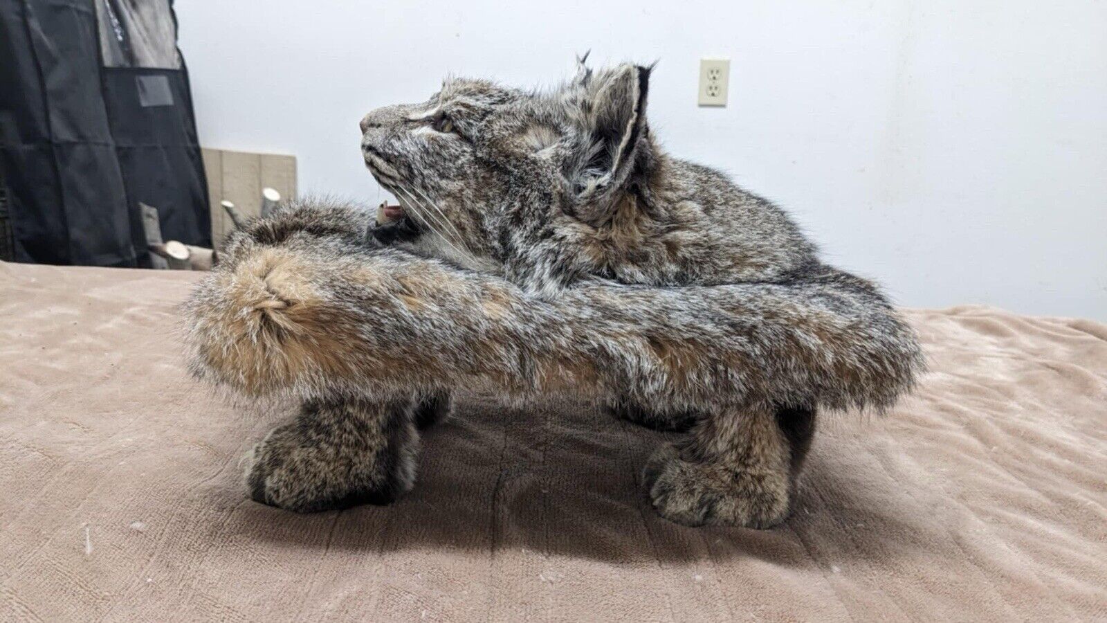 Beautiful Bobcat Pedestal Taxidermy Mount