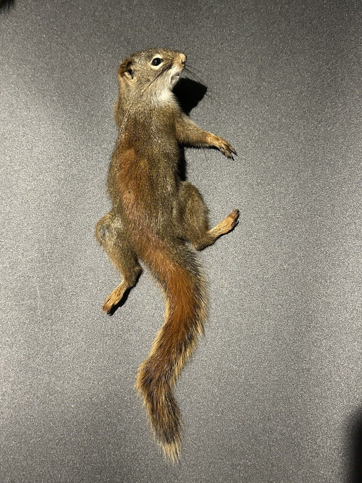 Beautiful Adorable Red Squirrel Small Animal Taxidermy Mount Art Wildlife 31S