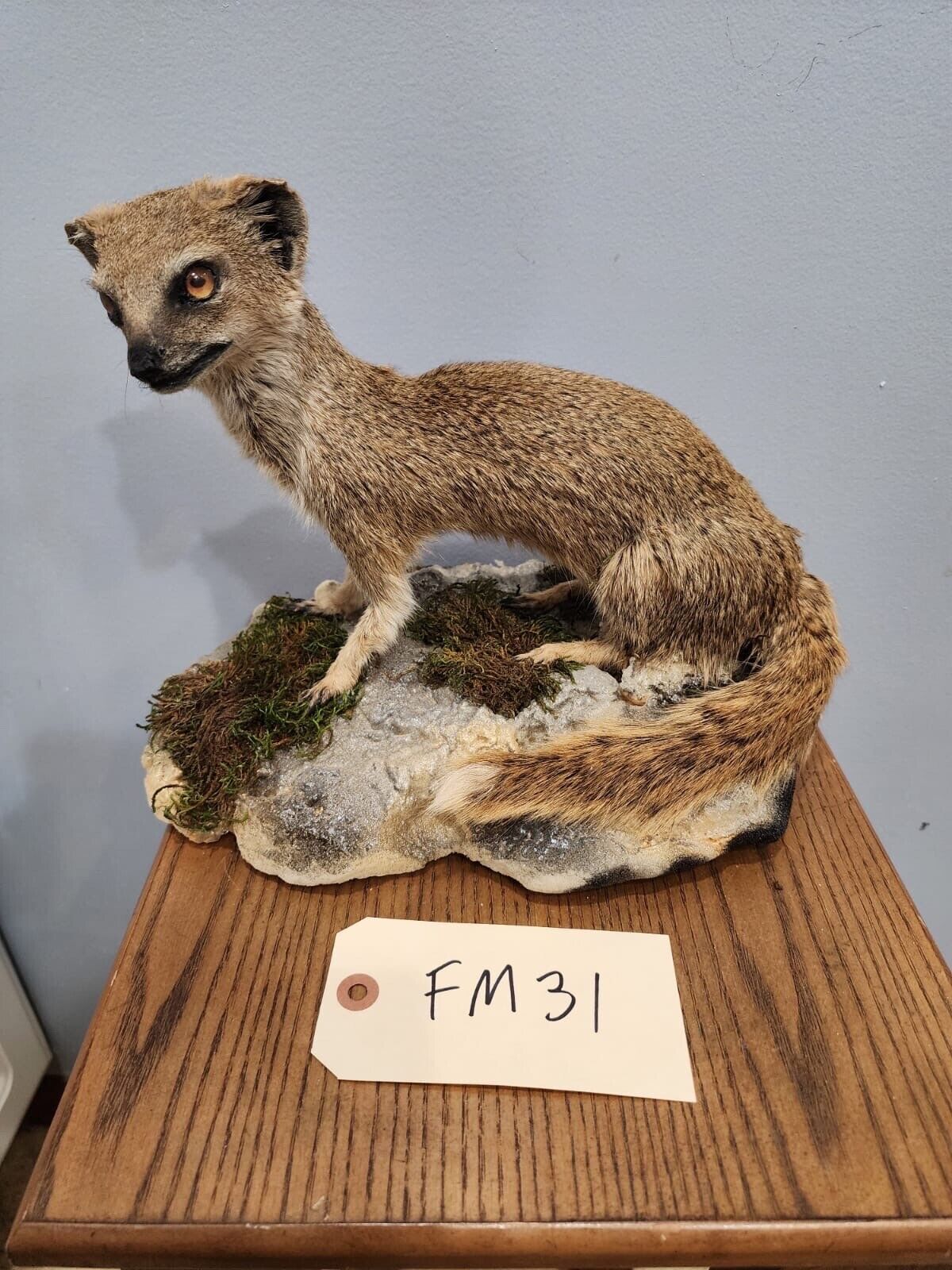FH115-Rare Meerkat / Suricate Real Taxidermy Mount