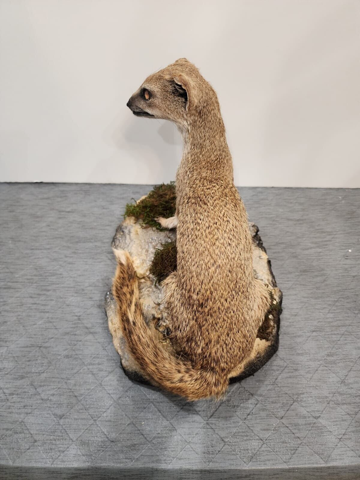 Rare yellow mongoose (Cynictis penicillata) Real Taxidermy Mount