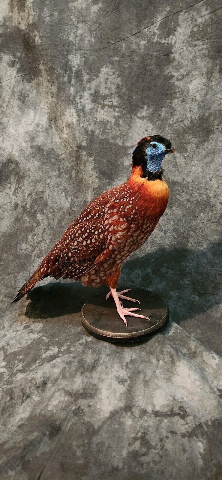 Temminick tragopan Pheasant Taxidermy Mount Bird Gamebird Feathers Exotic