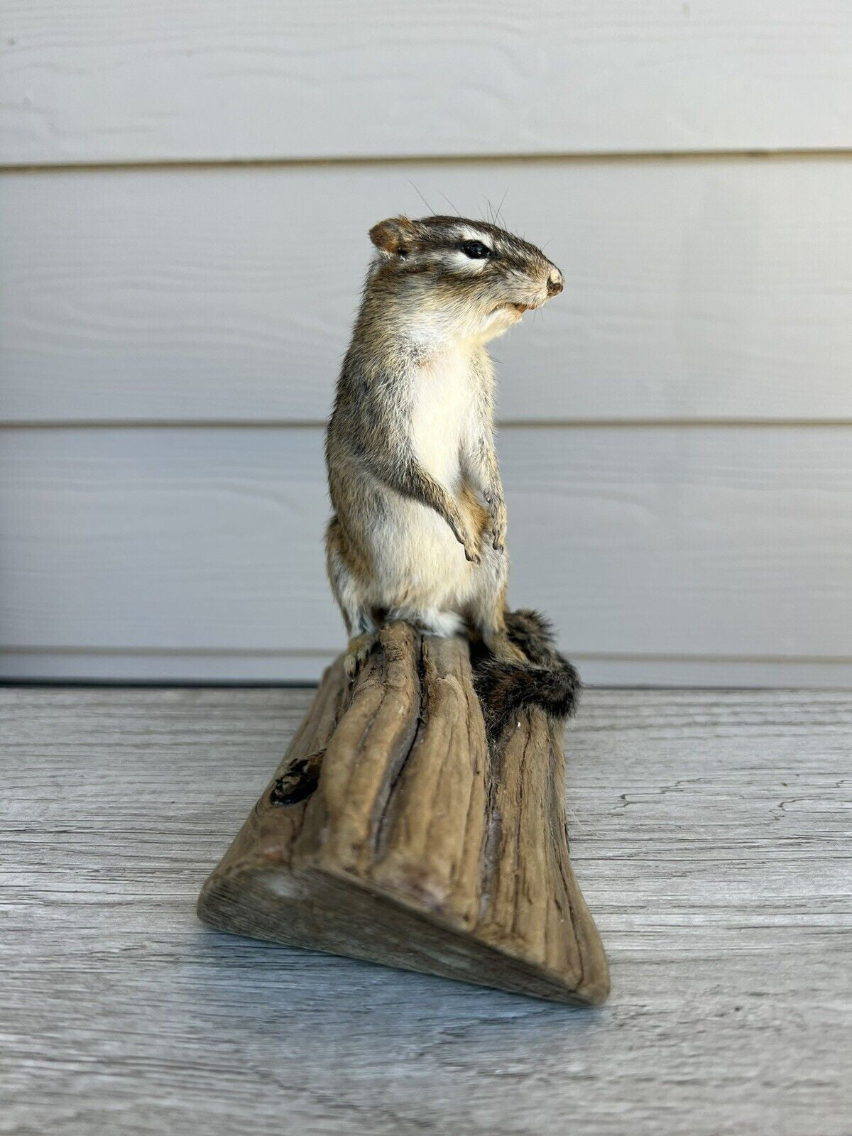 New Taxidermy Beautiful CHIPMUNK Mount On Real Wood-
