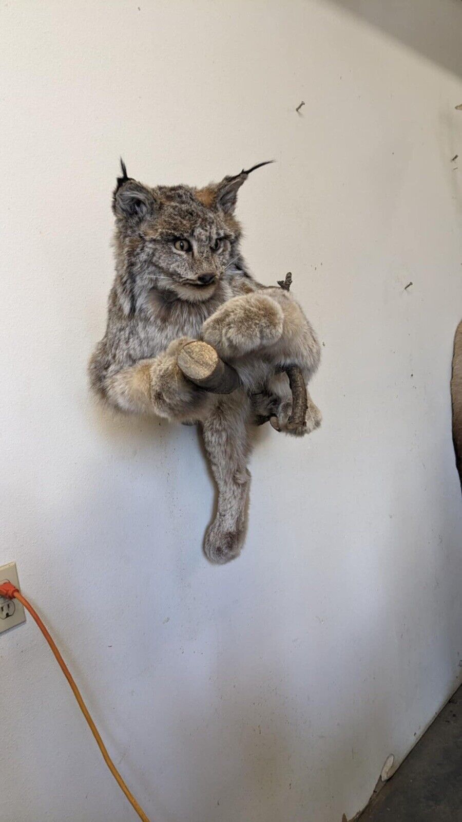 FHPAT010- Alaskan Lynx Taxidermy Full Body Mount Prime Fur