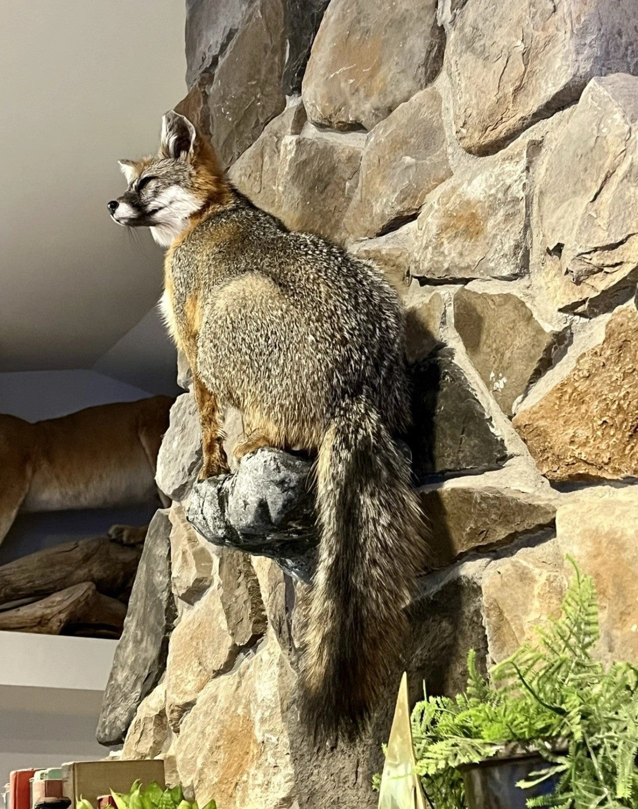 Grey Fox Taxidermy Full Body Mount Cabin Camp Man Cave Home Office Den Decor NEW