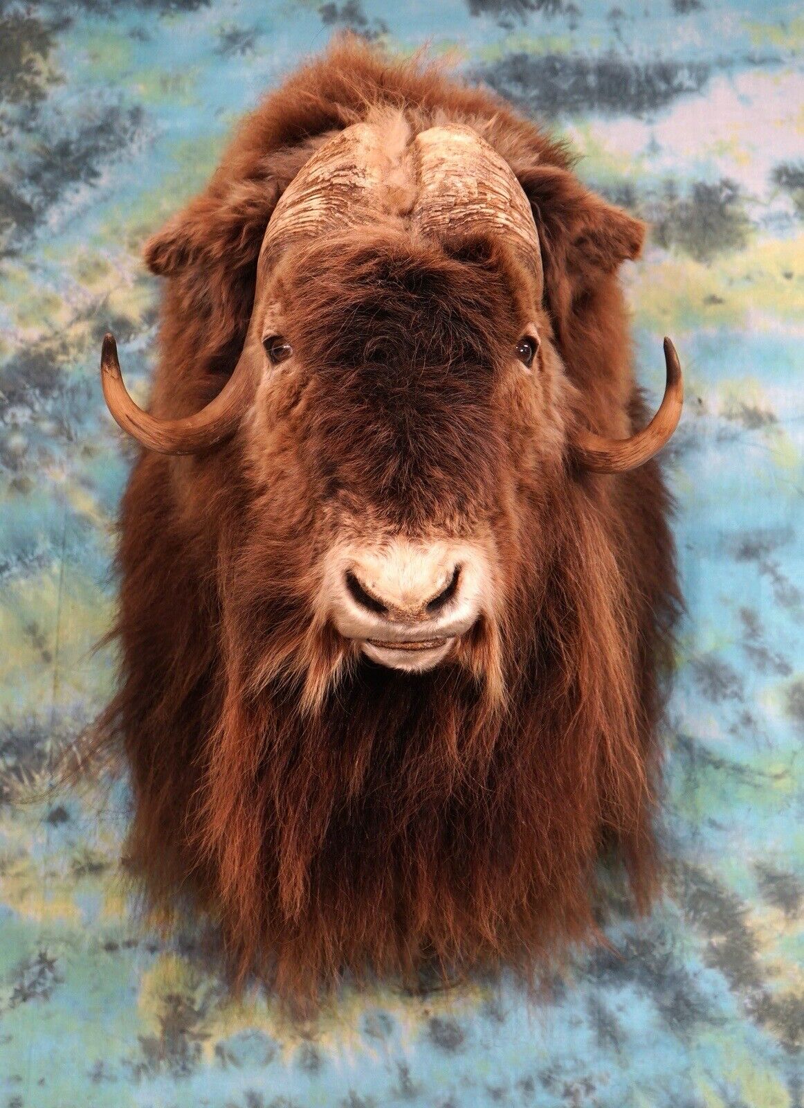 FH168-Record Class Massive Muskox Shoulder Taxidermy Mount