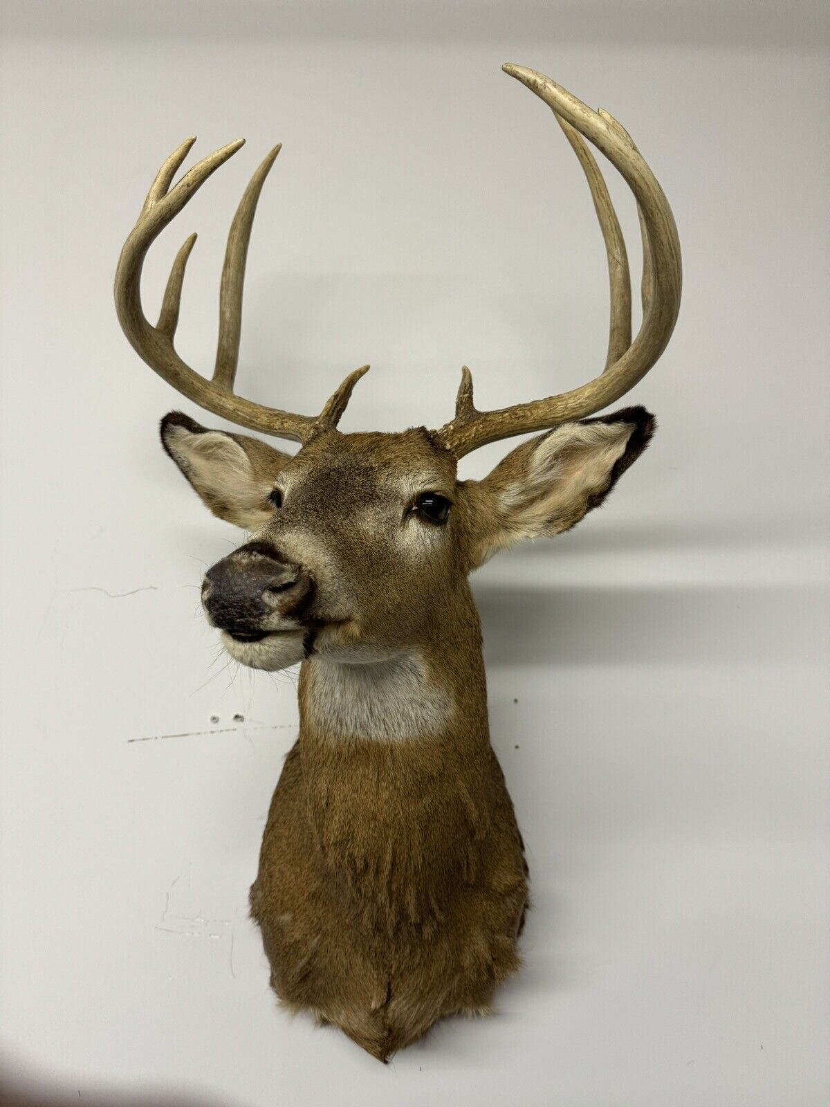 Whitetail Deer Real Antler Deer Taxidermy Mount