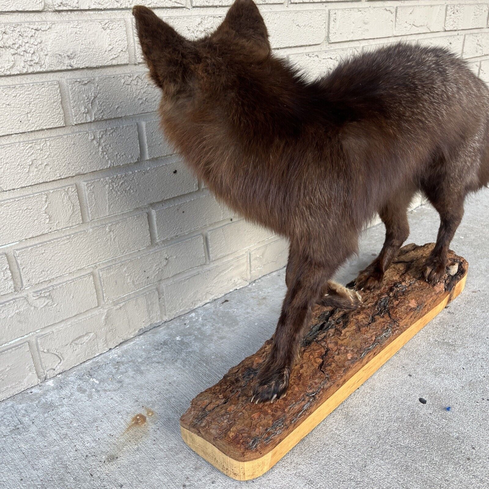 FH183-Taxidermy Red Fox (Full Body) On Pine Log