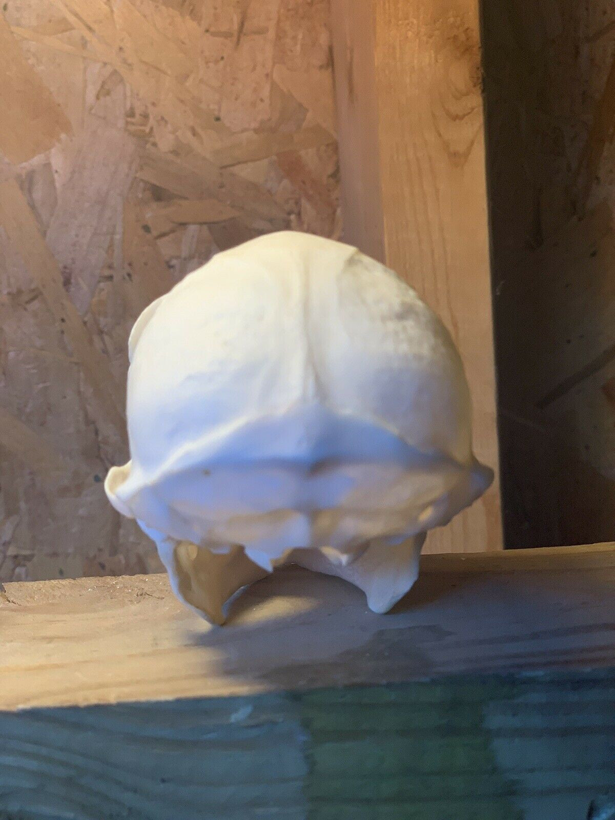 Real Male Vervet Monkey Skull Taxidermy Oddity Curiosity Natural Primate