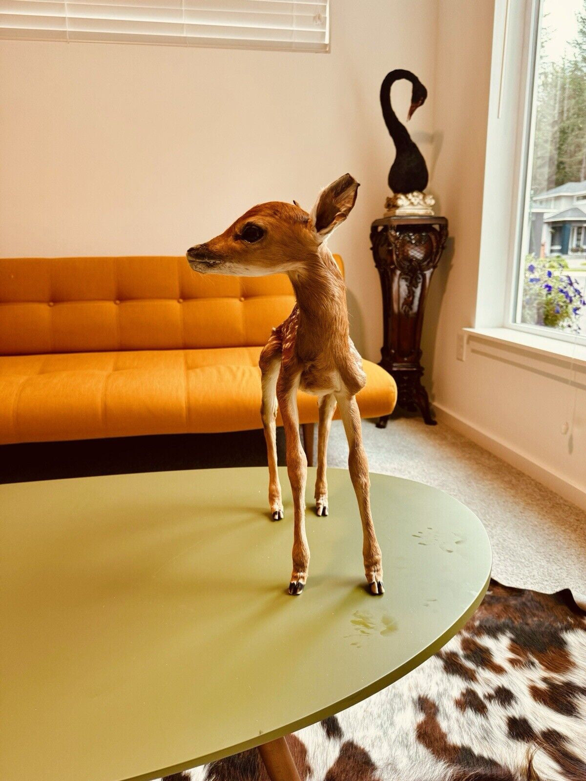 Museum Quality Real Deer Fawn Taxidermy Mount (Odocoileus virginianus)