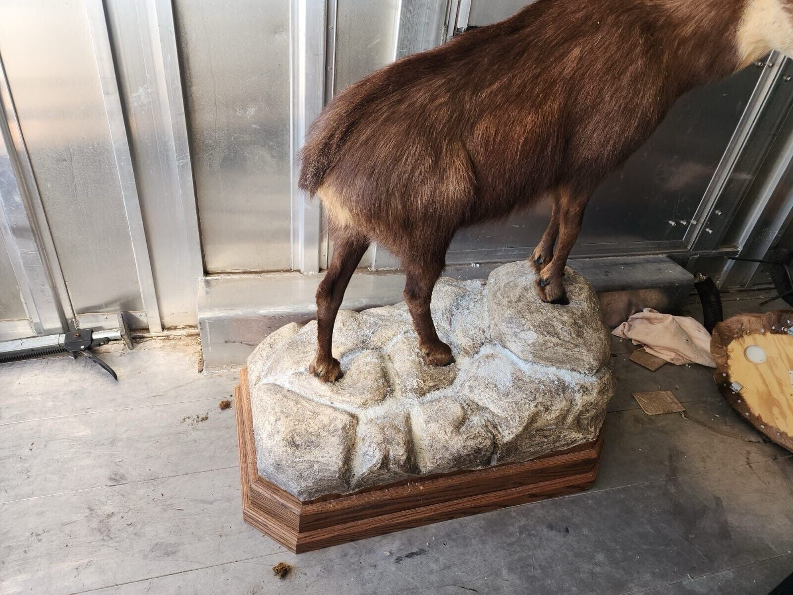 FH145-Alpine Chamois Full Body Taxidermy Mount FH24