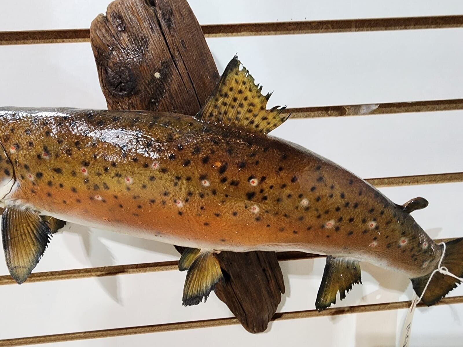 Beautiful Real Skin 20” Trout Taxidermy Wall Mount Art Wildlife