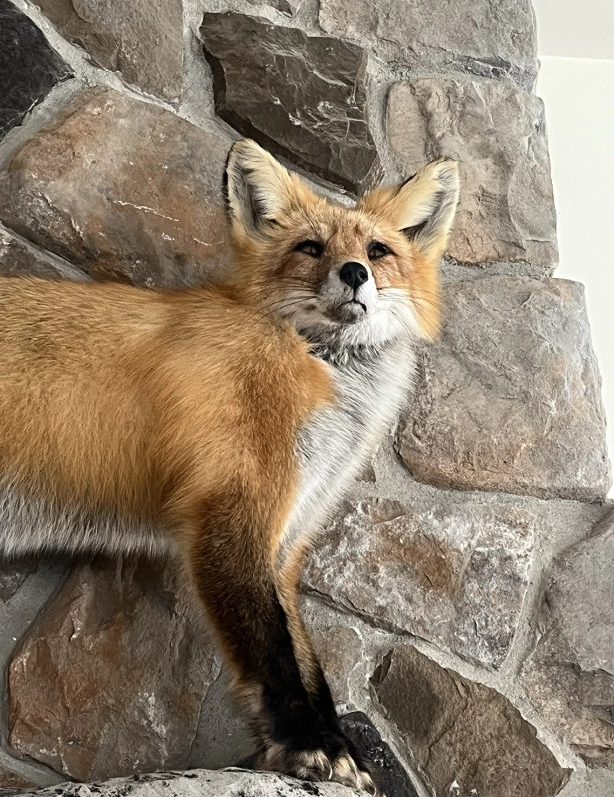 Red Fox Taxidermy Full Body Mount Cabin Camp Man Cave Home Office Den Decor NEW!