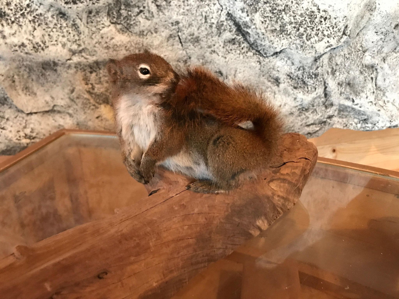 Cute red squirrel taxidermy mount