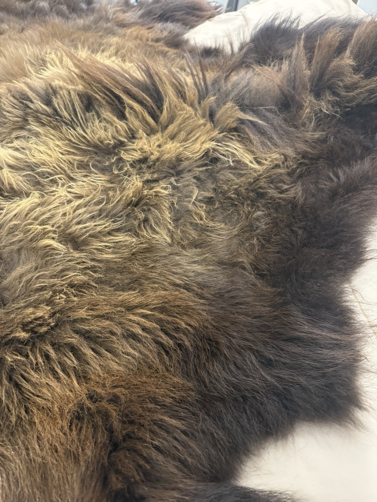 Prime Real Buffalo / Bison Fresh Taxidermy Rug Hide-buff10