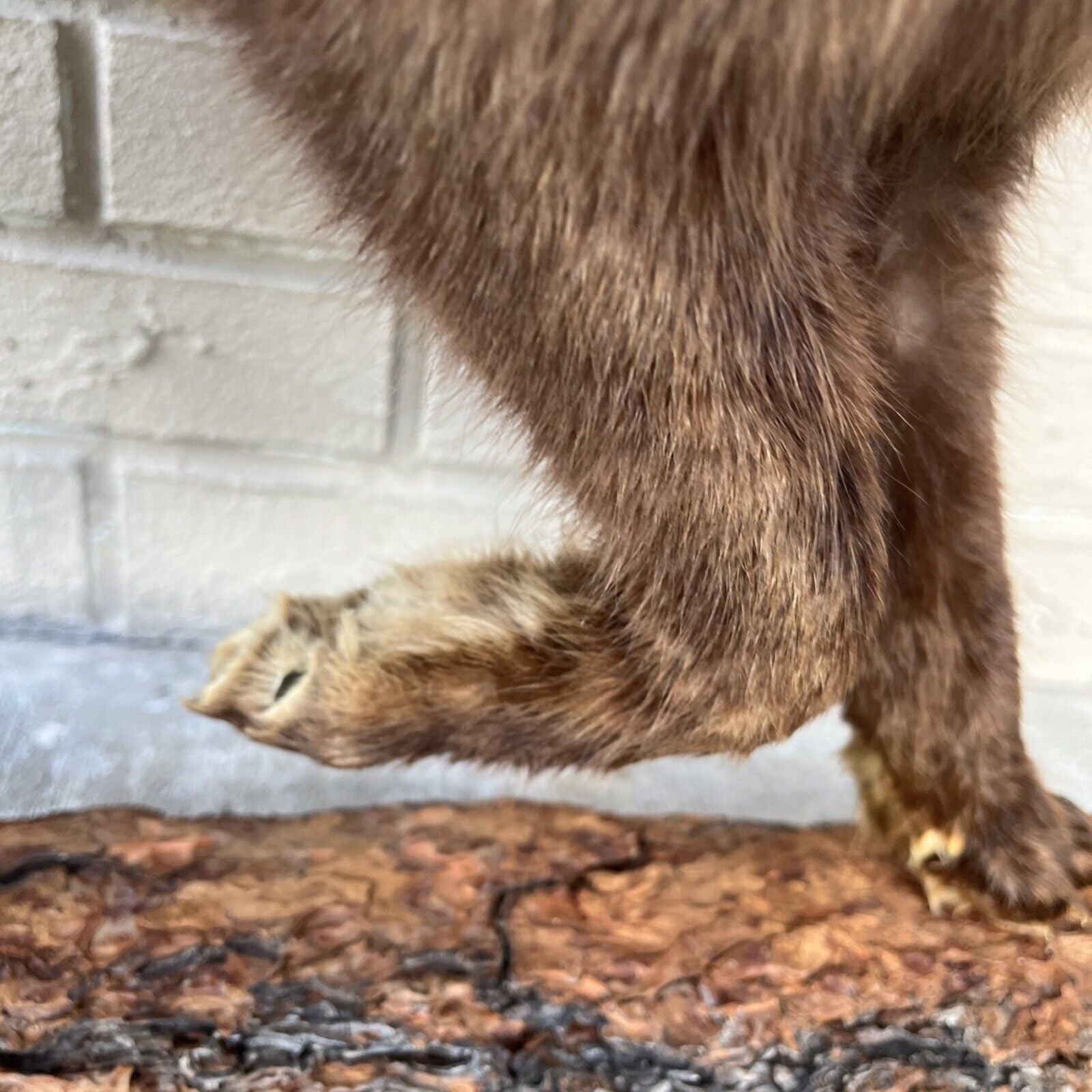 FH183-Taxidermy Red Fox (Full Body) On Pine Log