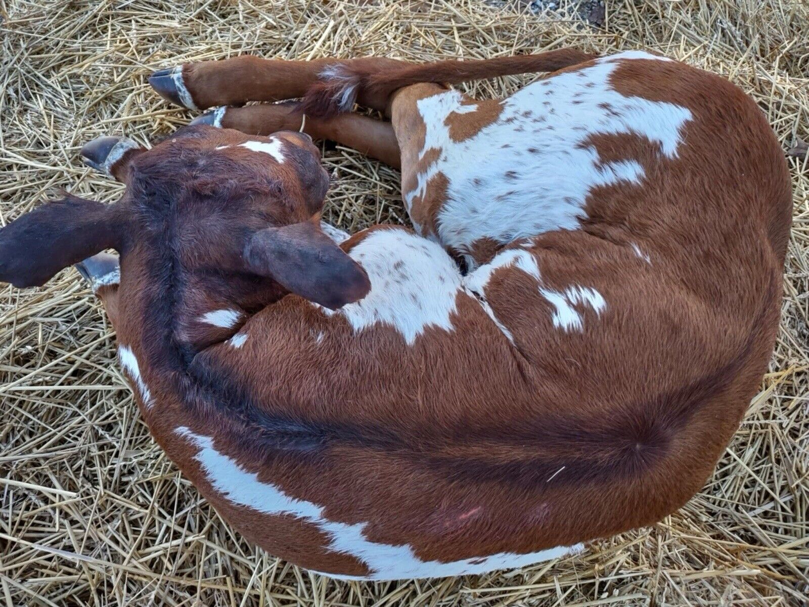 FH117-Baby Calf Taxidermy Mount Brand New