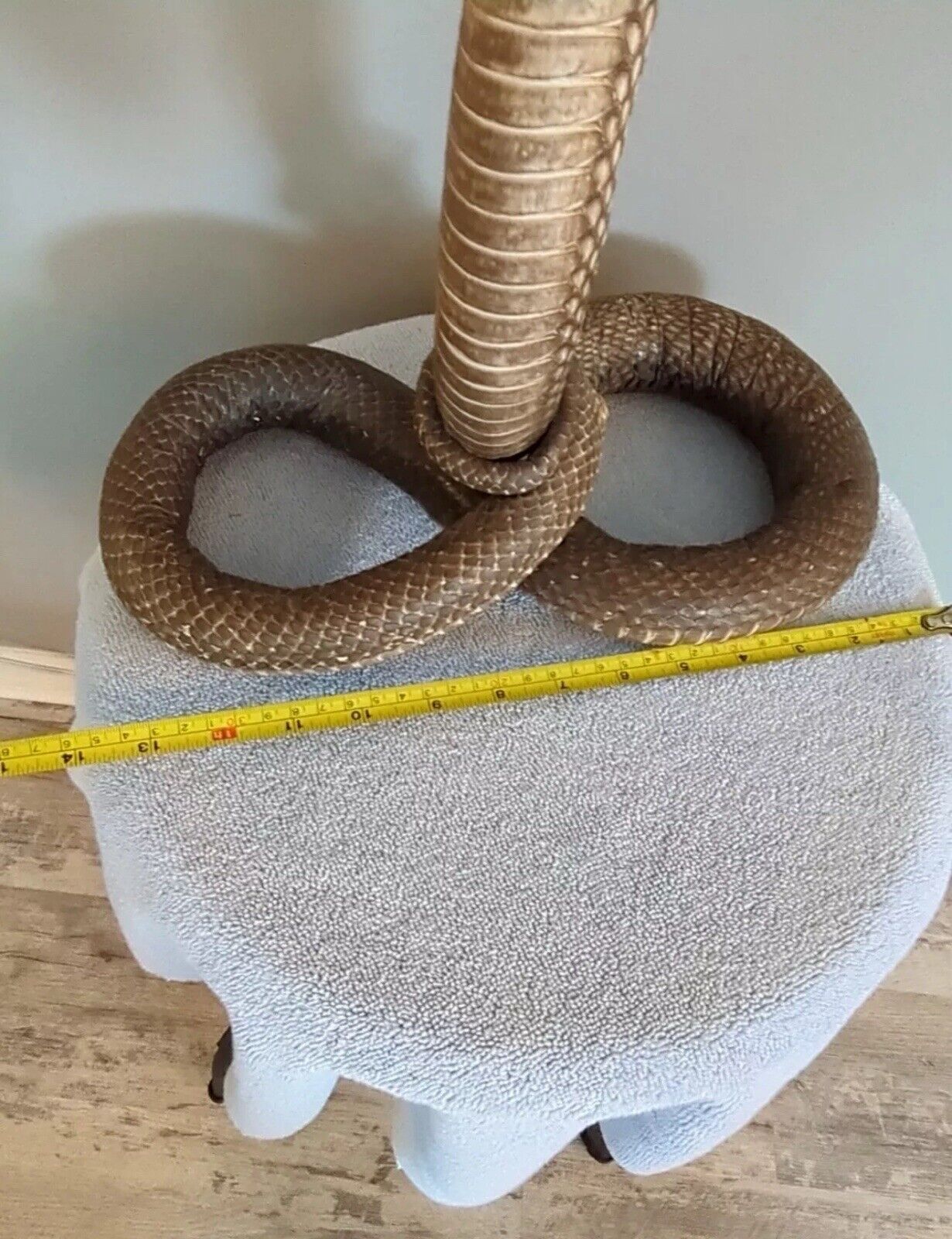 Taxidermy Cobra Been In My Collection For 40+ Years 22 Inches Tall Cool Piece