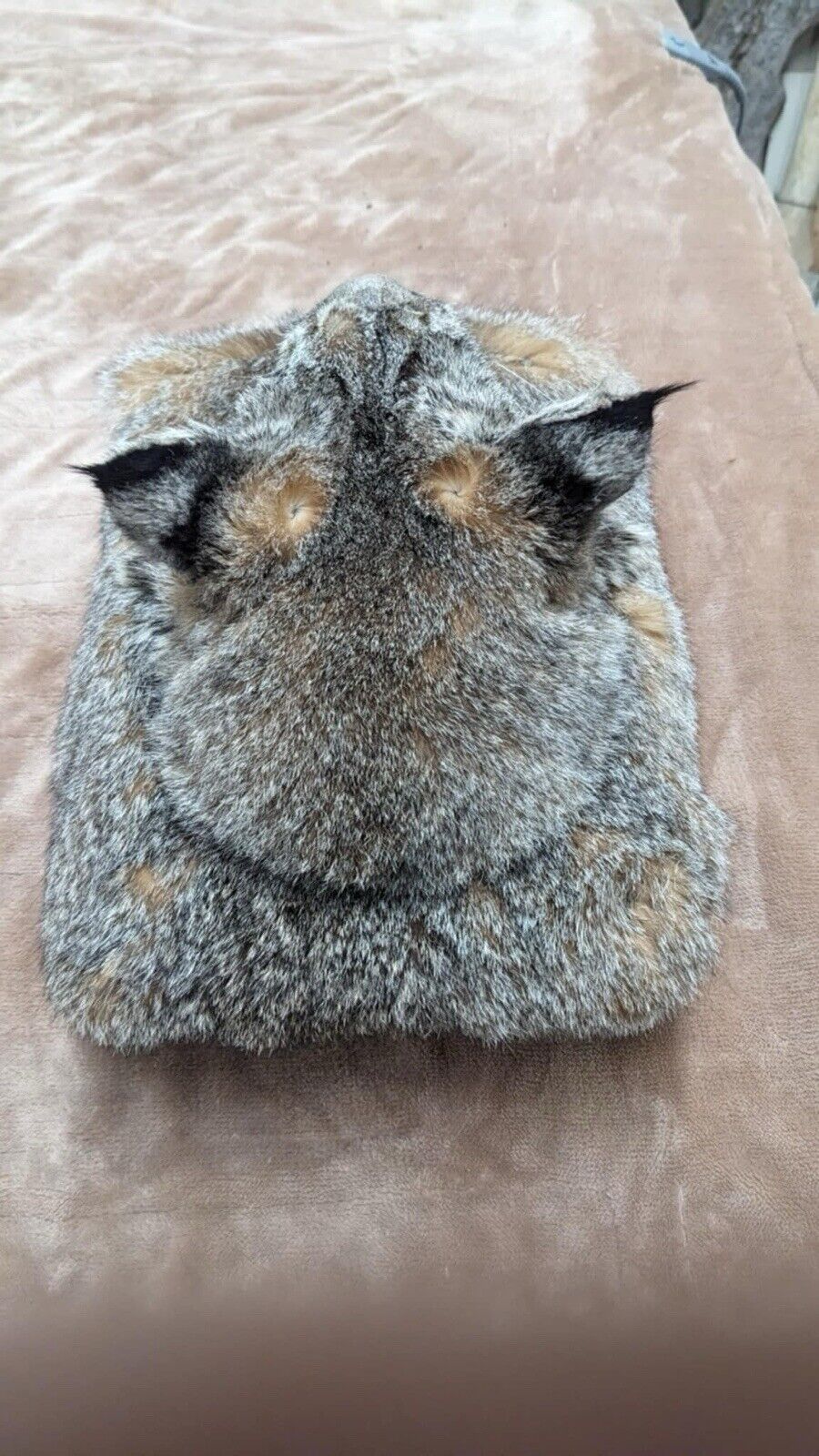 Beautiful Bobcat Pedestal Taxidermy Mount