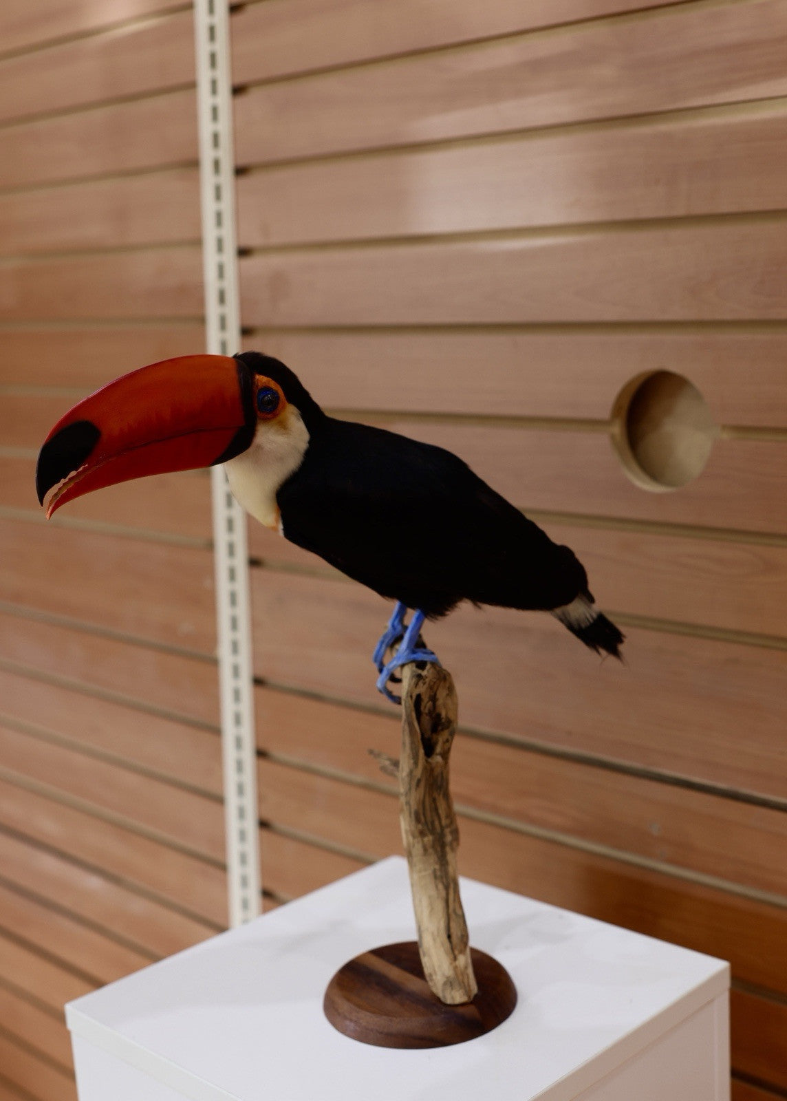 Museum Quality Toco Toucan Taxidermy Mount Toco23