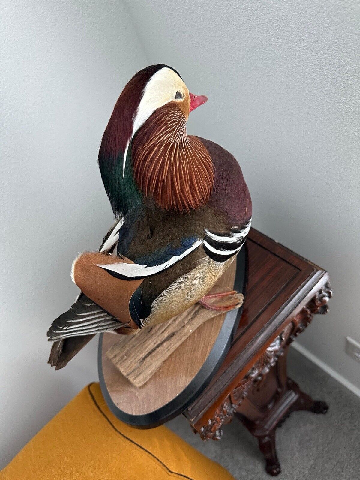Museum Quality Mandarin Duck taxidermy mount Sku FA1911