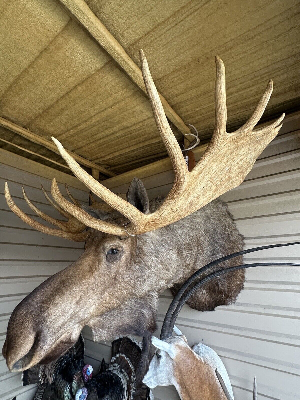FH166-Moosehead Shoulder Mount Taxidermy Huge Alaskan Yukon Bull 61”