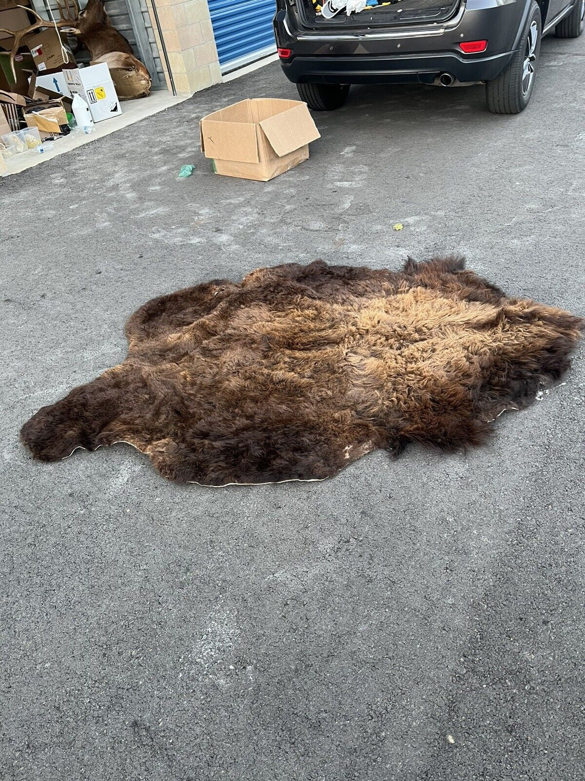 Real Buffalo / Bison Fresh Tanned Taxidermy Rug Hide